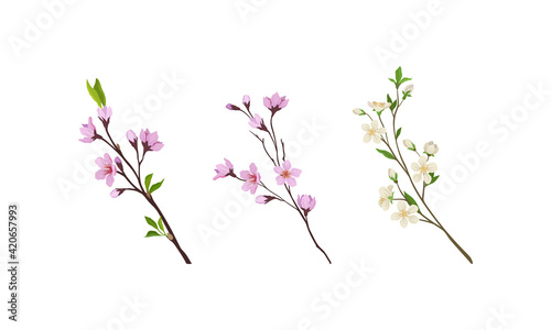 Fototapeta Naklejka Na Ścianę i Meble -  Floral Twigs and Branches with Tender Flower Buds and New Leaves Vector Set