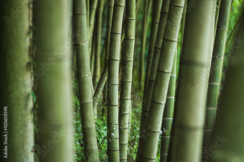 Bamboo