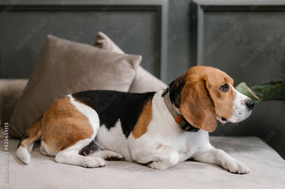 Cute Beagle resting on couch in flat Cute Beagle resting on couch in flat