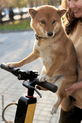 Dog on electro scooter photo