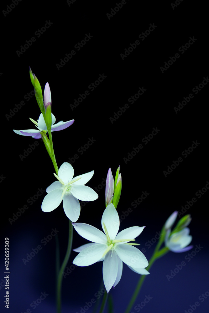 白とピンクの花・ヘスペランサ06 白とピンクの花・ヘスペランサ06