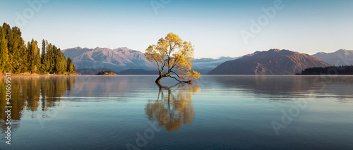 The Wanaka tree at dawn.