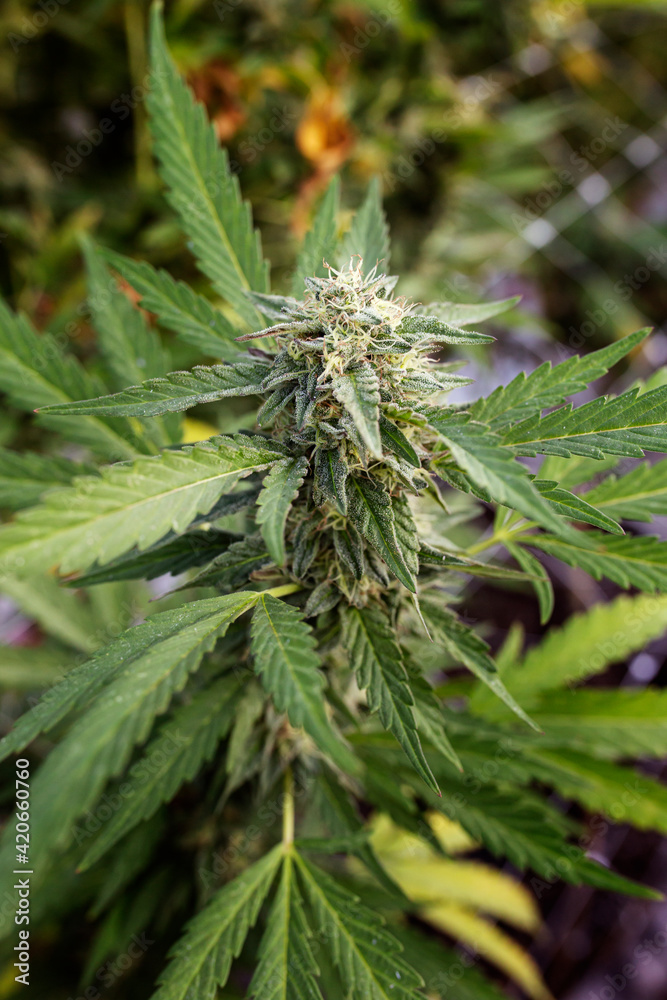California cannabis farm California cannabis farm