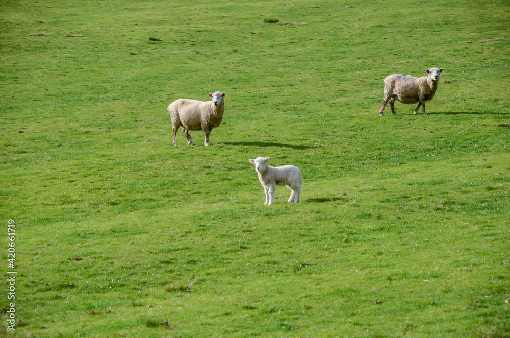 Sheep on a cloudy day at One Tree Hill in Auckland, New Zealand