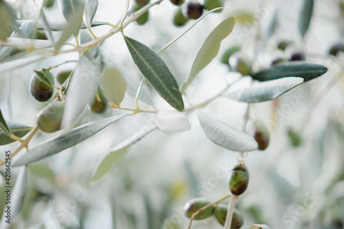 Close up of olive branches with olives