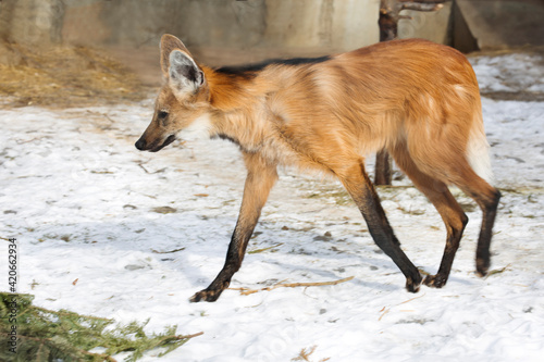 Maned wolf.
It is a predatory mammal of the canine family. Translated from Greek, its name means "short-tailed golden dog".  This animal is native to America.