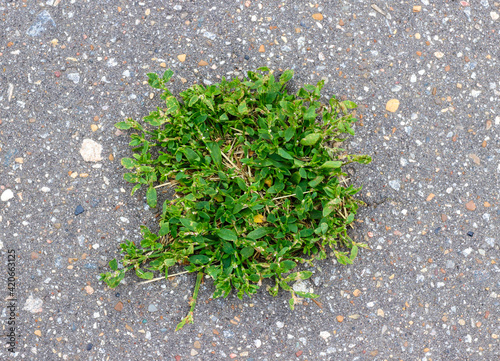 Sprouted green grass on the asphalt in summer