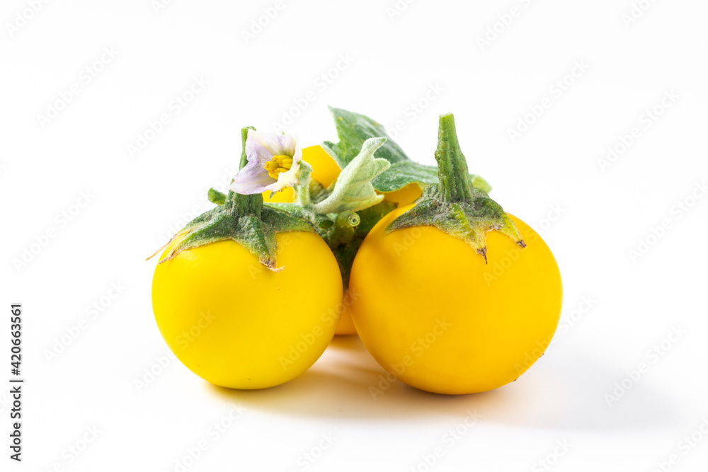 Yellow brinjal plant on white background.