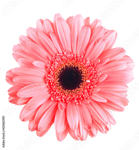 pink gerbera flower isolated on white, flower background © Irina Ukrainets