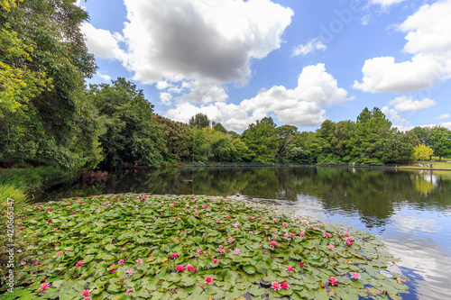 Panorama of a beautiful pond in Hamilton Gardens, New Zealand