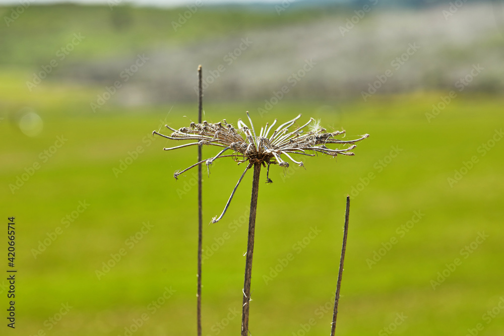 Dried flowers on the background of green field in high resolution Dried flowers on the background of green field in high resolution