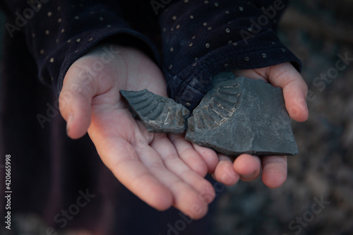 Small hands hold ammonite fossils photo
