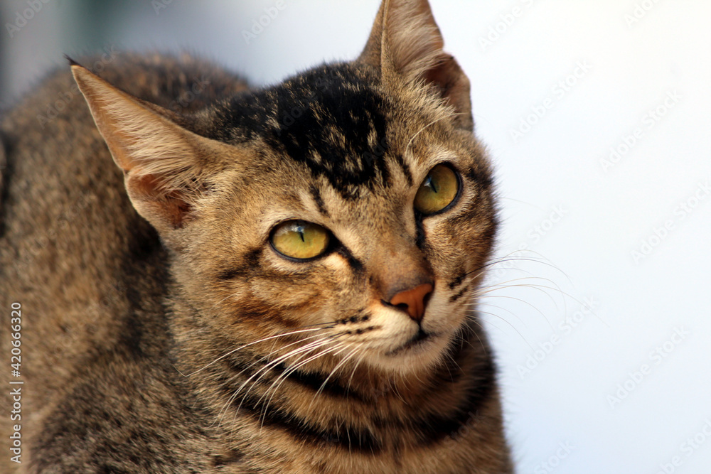 Portrait of a surprised cat Scottish Straight, closeup,