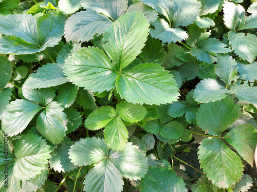 green strawberry leaves grow in the garden. summer vegetative background. gardening, plant