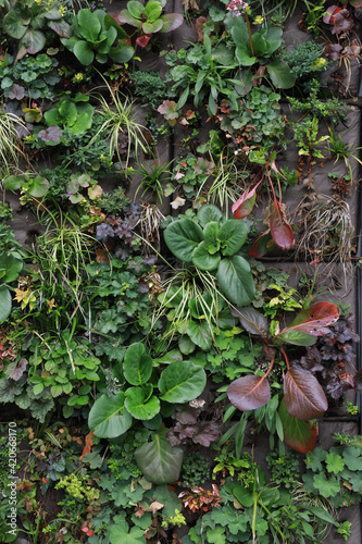vertical garden
