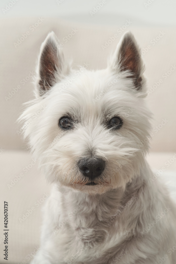Portrait of the West Highland White Terrier. The dog is lay down on a grey couch. Ears upright and attentive eyes, looking at camera. Portrait of the West Highland White Terrier. The dog is lay down on a grey couch. Ears upright and attentive eyes, looking at camera.