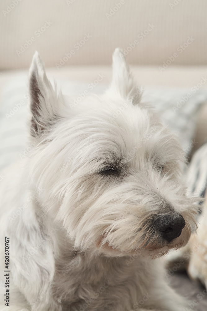 Portrait of the West Highland White Terrier. The dog is lay down on a grey couch. Ears upright and eyes closed.