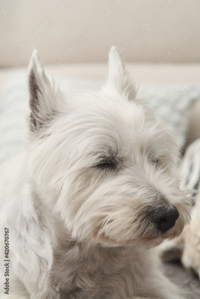 Portrait of the West Highland White Terrier. The dog is lay down on a grey couch. Ears upright and eyes closed. Portrait of the West Highland White Terrier. The dog is lay down on a grey couch. Ears upright and eyes closed.