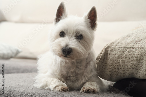 Portrait of the West Highland White Terrier. The dog is lay down on a grey couch. Ears upright and attentive eyes, looking at camera.