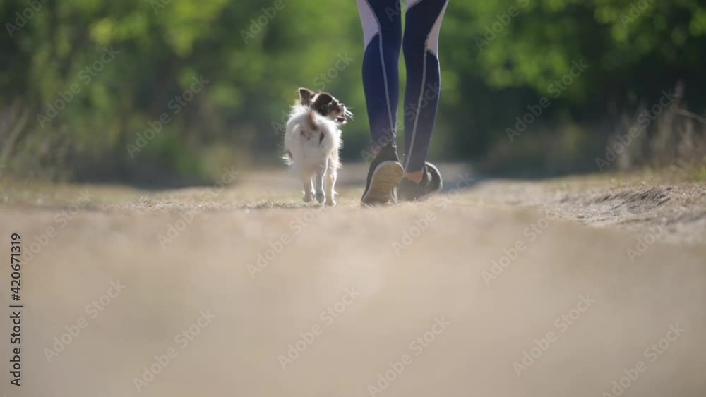 active sport healthy girl legs in sneakers walking on rural path together with small pet chihuahua dog along outdoor park leisure activity in slow motion active sport healthy girl legs in sneakers walking on rural path together with small pet chihuahua dog along outdoor park leisure activity in slow motion