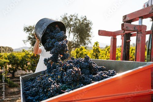 Anonymous farmer pouring basket case full of grapes in tractor's trailer during grape harvesting photo