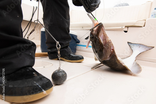 Fresh caught halibut fish