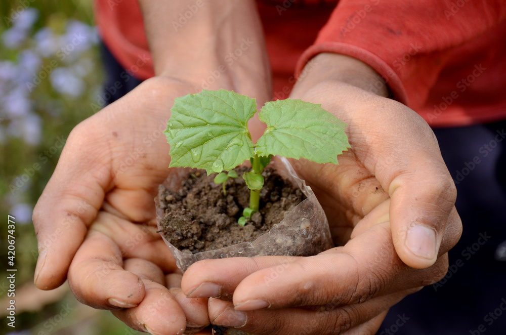 closeup holding hands and caring green young plant,environment heal earth and save the world. closeup holding hands and caring green young plant,environment heal earth and save the world.
