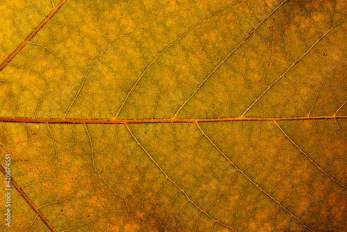 Detail Of Autumn Leaf photo