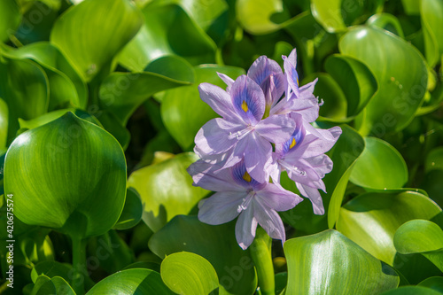 Pontederia crassipes known as common water hyacinth. Violet colors of a plant on a background of green foliage. photo