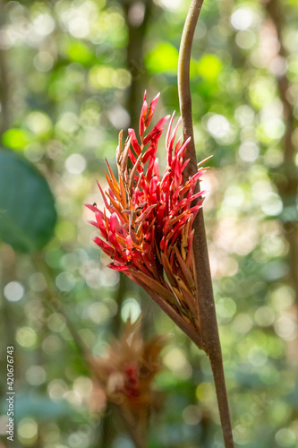 red flower in the Chapada dos Guimaraes Nationalpark in Mato Grosso, Brazil photo