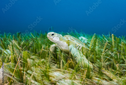 Green Sea Turtle in Seagrass photo