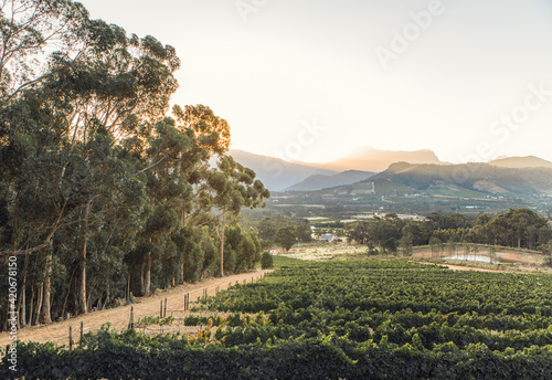 Vineyard in Franschhoek, South Africa photo