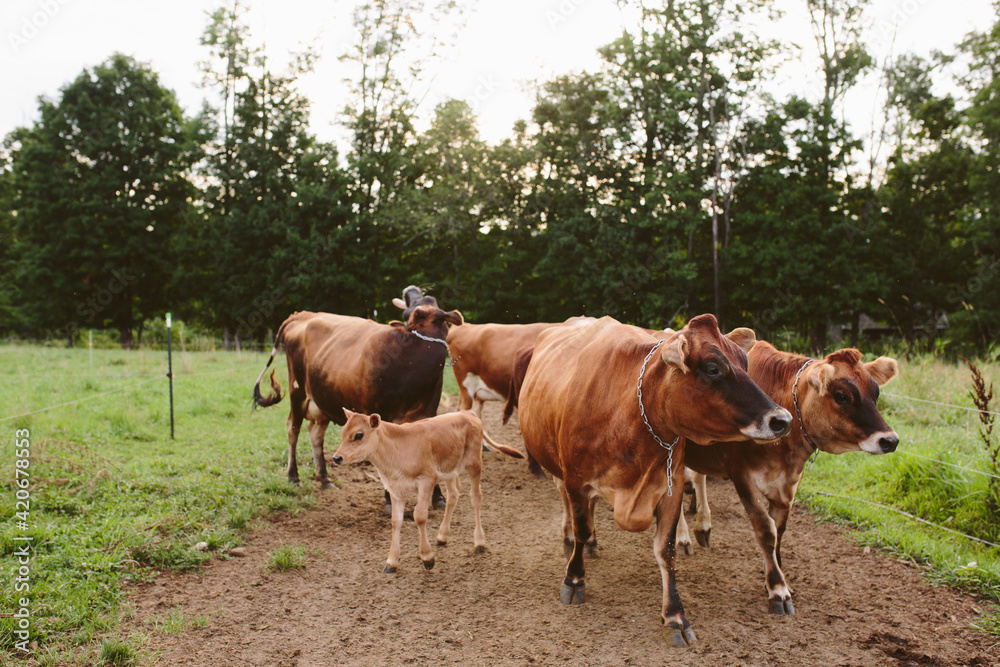 Cows on a Farm