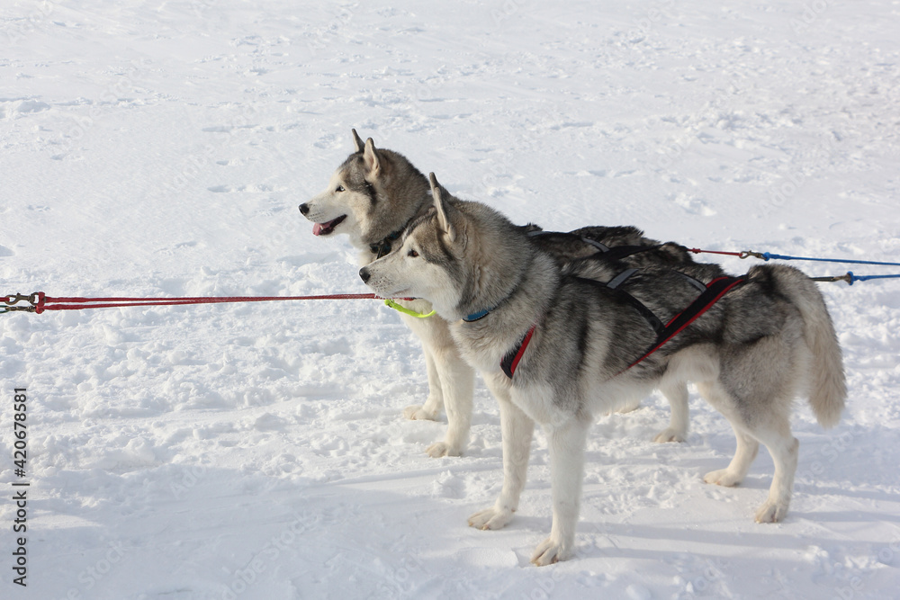 Dogs of the Siberian Husky breed standing in a team on  snow in winter