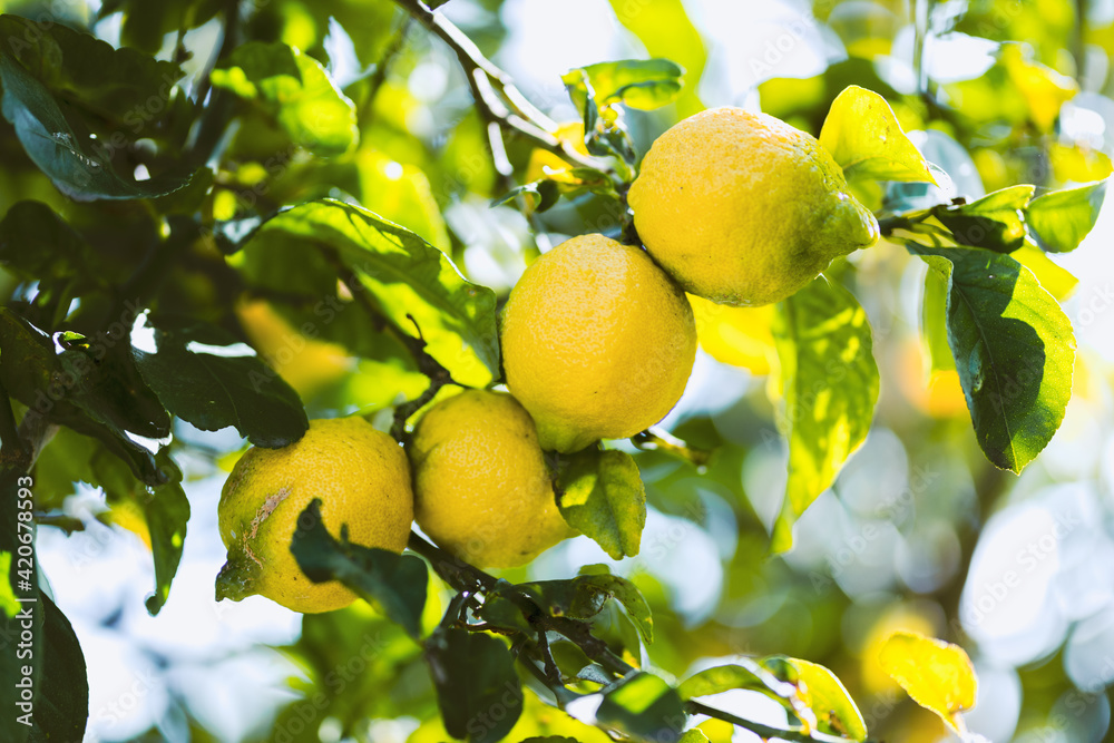 Limones frescos en la rama del árbol.