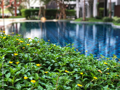 Natural green leaf  and yellow flower with swimming pool background, Relaxing time.