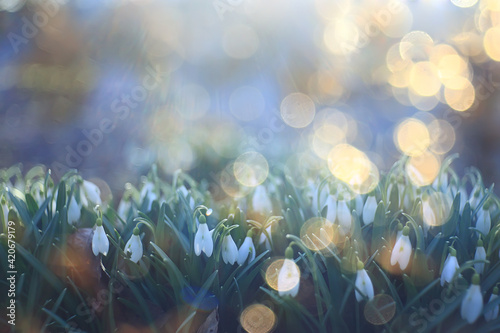 spring wildflowers sun rays bokeh snowdrops, warm golden spring background sunrise in march