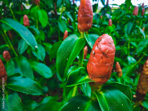 bitter ginger blooming photo