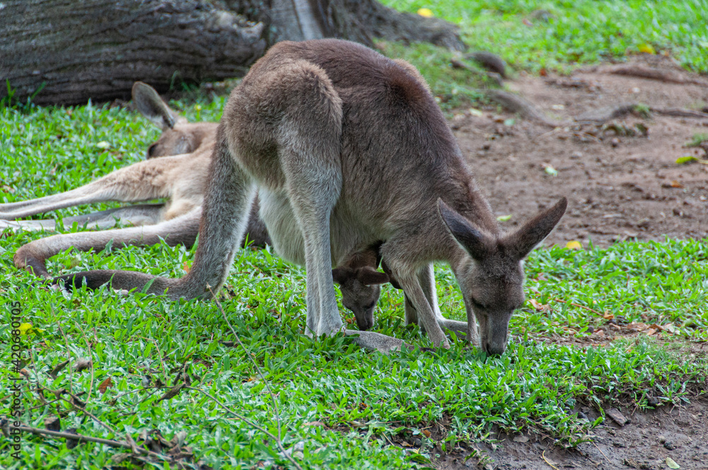A kangaroo and joey eat grass at the Lone Pine Koala Sanctuary near Brisbane, Australia. A kangaroo and joey eat grass at the Lone Pine Koala Sanctuary near Brisbane, Australia.