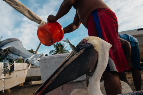 pelican's life in Acapulco, Mexico photo