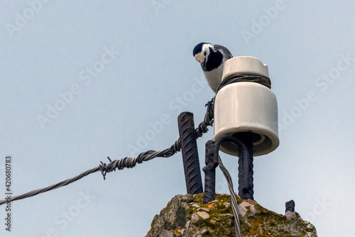 White Wagtail or Motacilla alba sitting on a pole photo