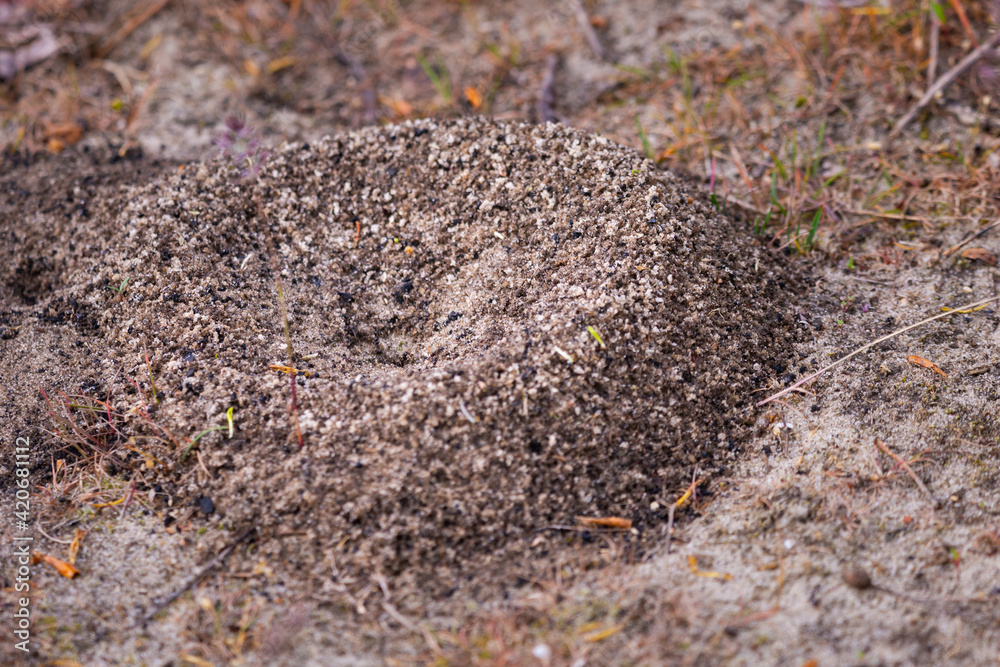 A small anthill with scattered grains of sand near his entrance A small anthill with scattered grains of sand near his entrance
