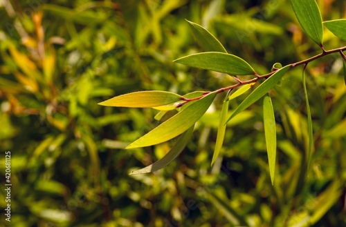 Melaleuca cajuputi young green leaves  in shallow focus  in the forest