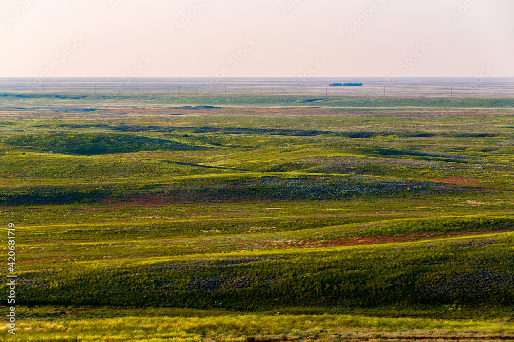 Wildflowers blooming in wild spring steppe. Colorful flowering field with forb Wildflowers blooming in wild spring steppe. Colorful flowering field with forb