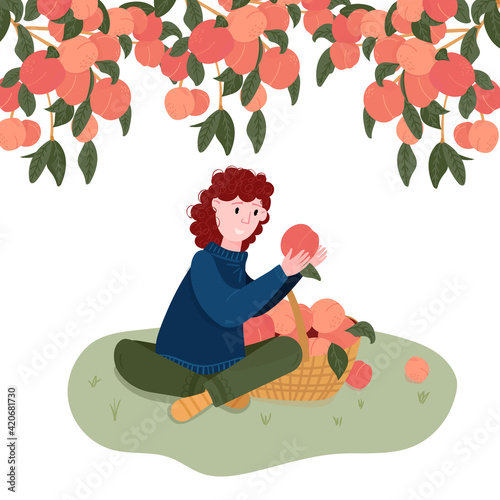 Woman pick fruits in basket. Gardener pluck peach in garden. Girl sit under peach tree. Organic local harvest. Girl is in Garden.