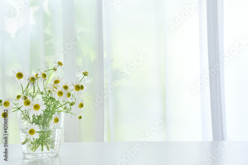 カモミールの花　カーテン

