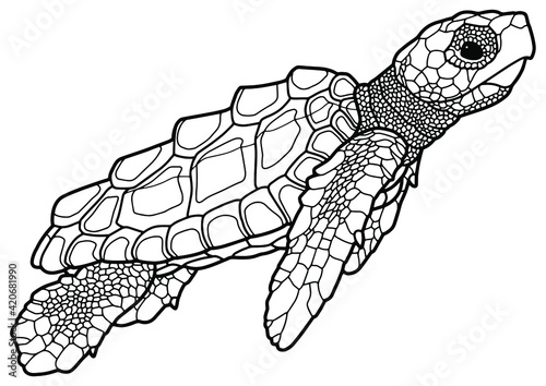 Vector illustration. Coloring book. Sea turtle. Marine inhabitants. Children's illustration.