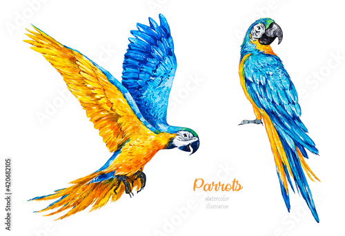 Watercolor parrots. Tropical yellow-blue birds. Watercolor botanical hand drawn illustration. 