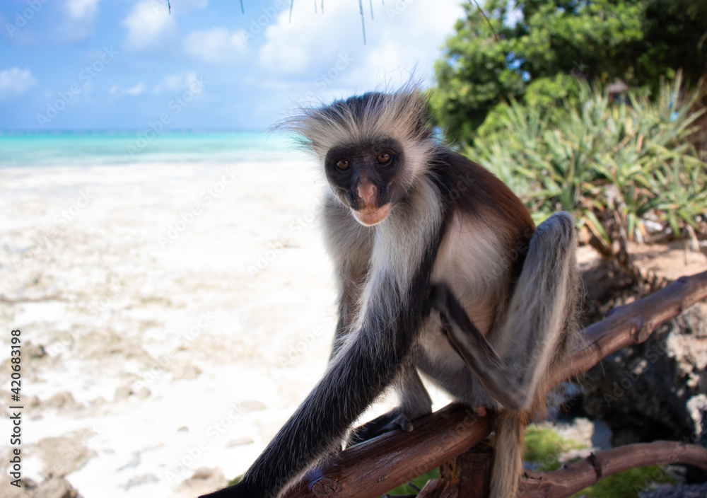 Fototapeta premium Lounging colobus monkey