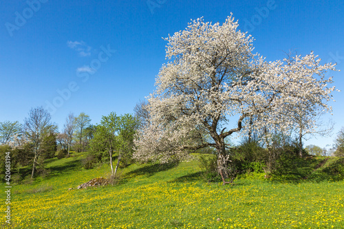 Landscape with flowering fruit trees in spring